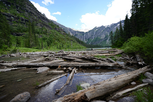 Scenic view logs near a lake at Glacier National Park in Montana, with trees and mountains in the background