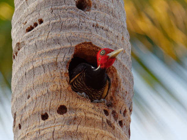 istock Pale-billed Woodpecker 1309618510