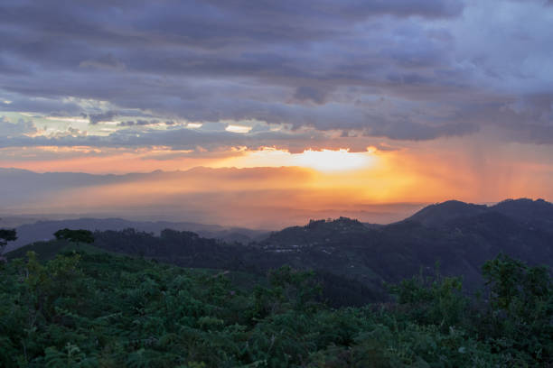istock Late afternoon in Bwindi Impenetrable Forest 1309621923