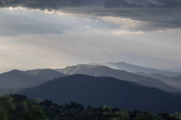 istock Late afternoon in Bwindi Impenetrable Forest 1309622033