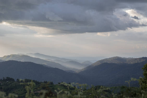 istock Late afternoon in Bwindi Impenetrable Forest 1309622043