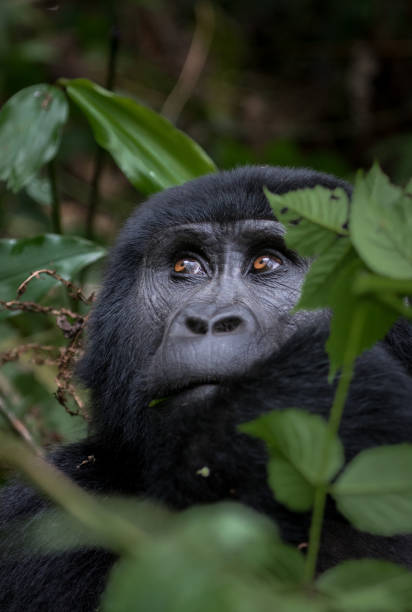 gorilla di montagna - gorilla safari animals wildlife photography foto e immagini stock