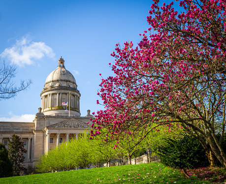 Blooming in pinkish magenta tree in front of Kentucky State Capitol Building in the capital city of Frankfort