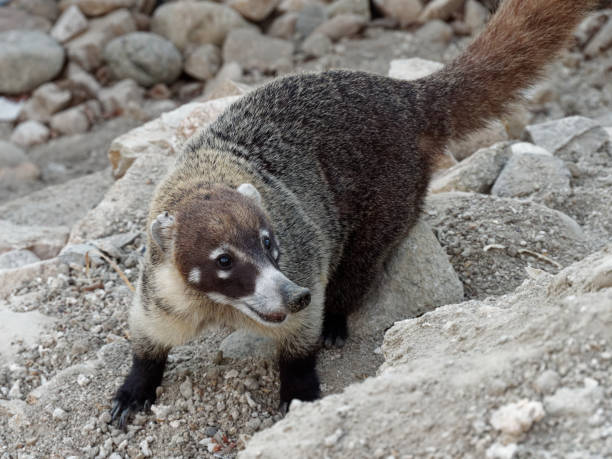 istock White Nosed Coatimiundi 1309623474