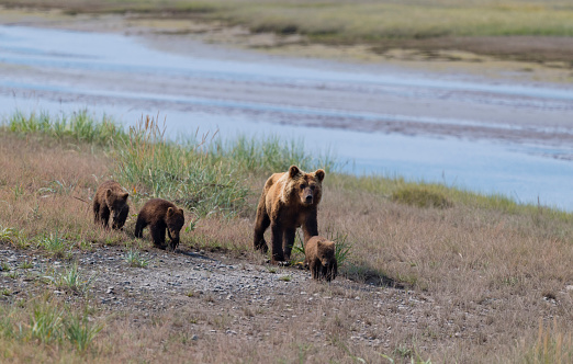 Grizzly family in Cook Inlet, Alaska.
