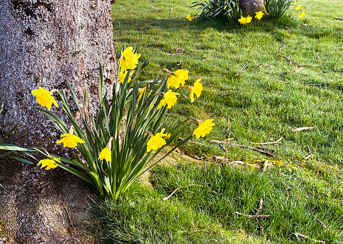Daffodils growing out of the base of a tree trunk. No people.
