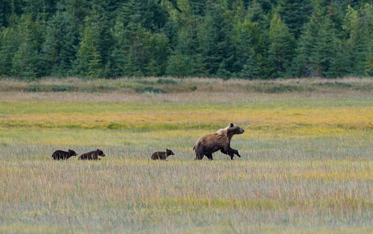 Grizzly family in Cook Inlet, Alaska.