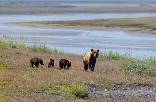 Grizzly family in Cook Inlet, Alaska.