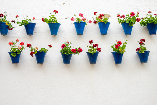 Lines of pots with geraniums hanging on a wall. Córdoba.