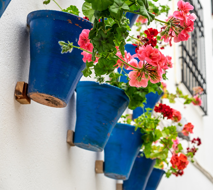Lines of pots with geraniums hanging on a wall. Córdoba.
