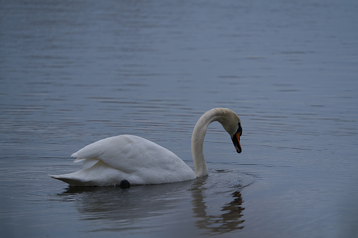 Swan In A River In Windsor