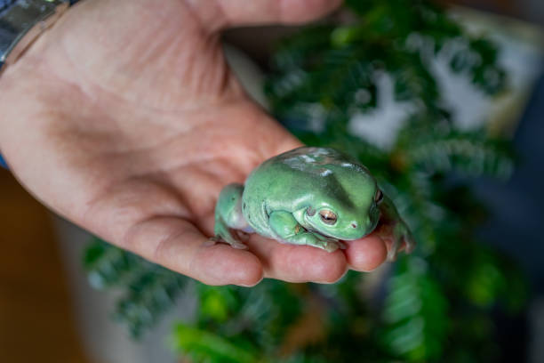 vista ravvicinata della rana dell'albero verde australiano ranoidea caerulea su una mano - whites tree frog foto e immagini stock