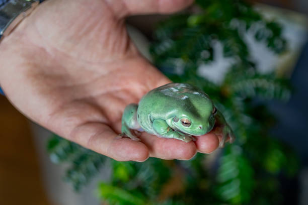 zbliżenie australijskiej zielonej żaby ranoidea caerulea na dłoni - whites tree frog zdjęcia i obrazy z banku zdjęć