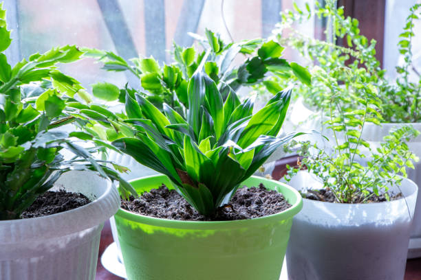 home plant.aspidistra. a plant in green pot on a white background. green plant. - hydrangea gardening blue ornamental garden imagens e fotografias de stock