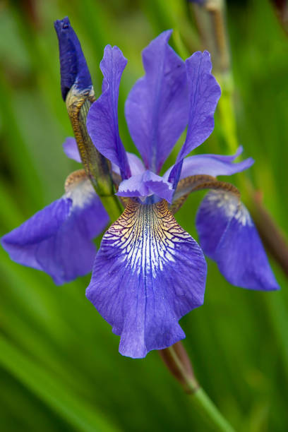 istock Close up of an Algerian Iris 1309628209