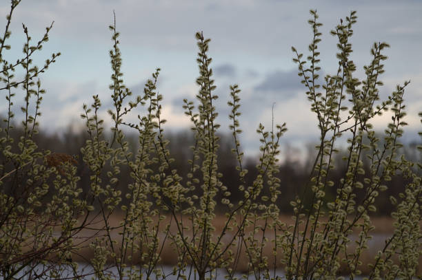 Willow Catkins in Early Spring