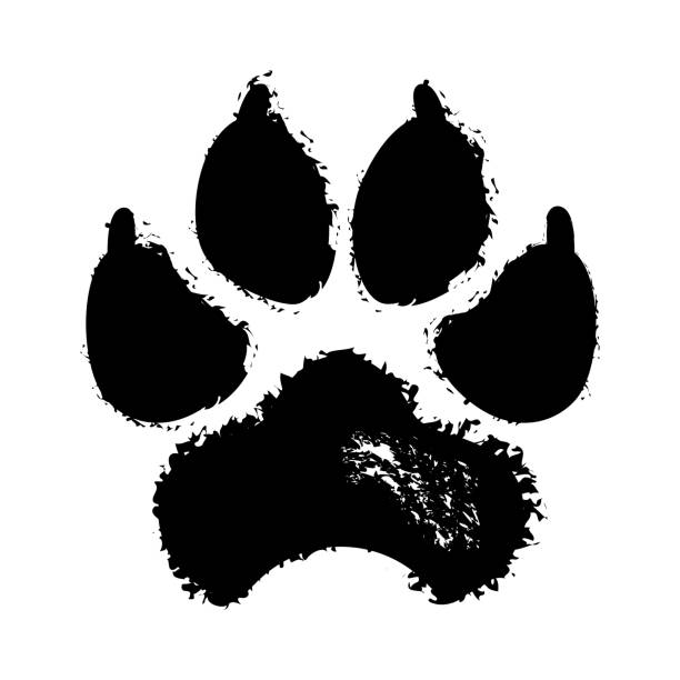 ilustrações de stock, clip art, desenhos animados e ícones de smeared footprint of large dog icon. old black mud rubbed footprint ferocious animal. - mud run