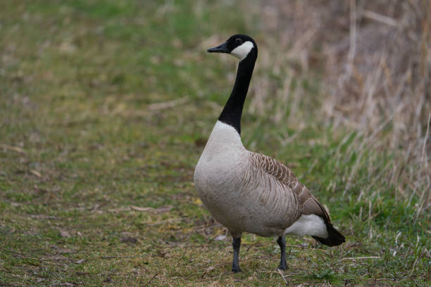 istock Canada Goose branta canadensis on a green meadow 1309628991