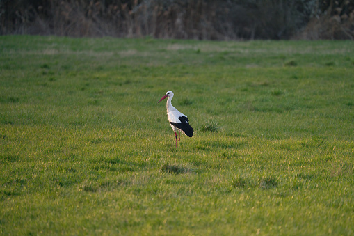 White stork, ciconia ciconia, standing in the meadow and is searching for food