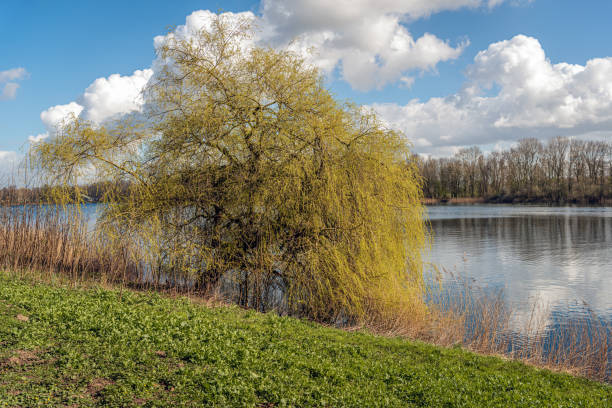istock Weeping willow at the edge of the water 1309630295