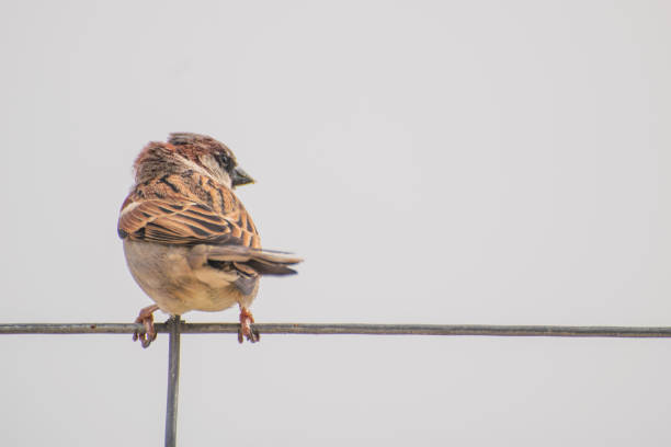 istock Sparrows in the street 1309631063