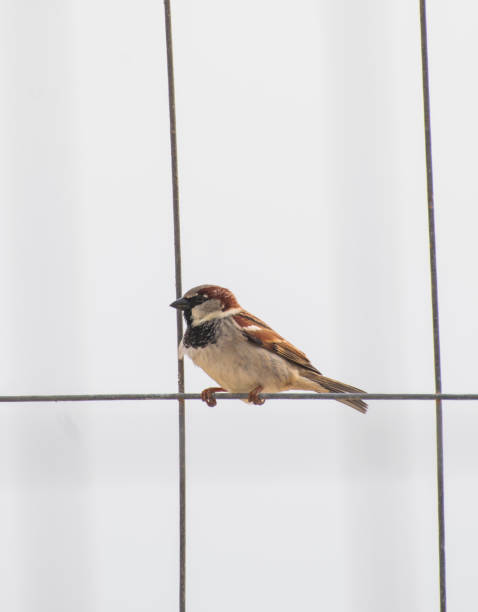 istock Sparrows in the street 1309631074