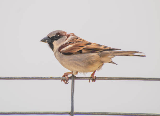 istock Sparrows in the street 1309631077