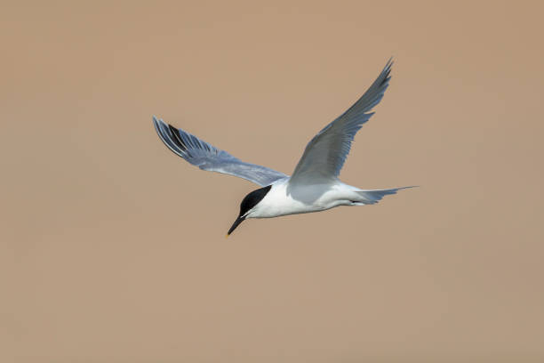 istock Sandwich Tern in Habitat 1309631130