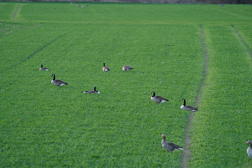 three different pairs of geese in a green meadow, Anser anser, Branta canadensis, Canada Goose, Greylag Goose