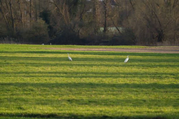 Two herons are resting on a green meadow