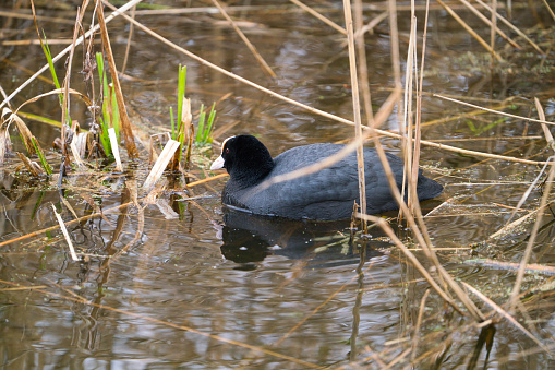 Eurasian coot, Fulica atra, also known as the common coot, or Australian coot, is a member of the bird family, the Rallidae. It is found in Europe, Asia, Australia, New Zealand and parts of Africa