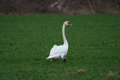 A white swan sitting on a green grass near a city pond looks at the calm surface of a pond