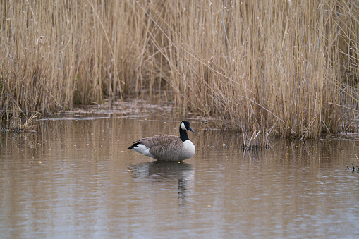 The closeup of a male Canada goose swimming in a lake at the shore