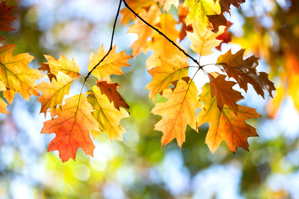istock Close up of bright yellow and red maple leaves on fall tree branches with vibrant blurred background in autumn park. 1309633621