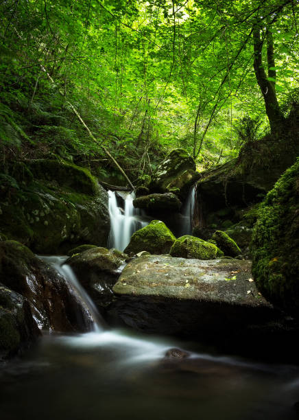 istock Stream in the green forest 1309634460