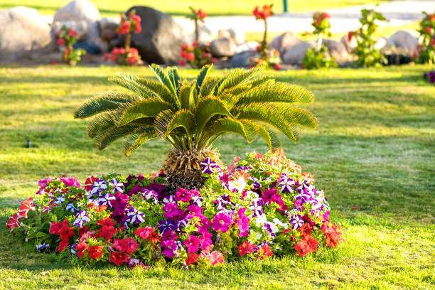 istock Small green palm tree surrounded with bright blooming flowers growing on grass covered lawn in tropic hotel yard. 1309634649