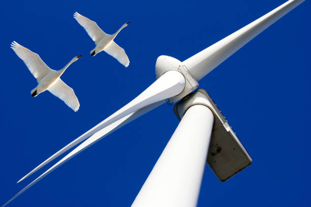 Birds and wind turbine stock photo
