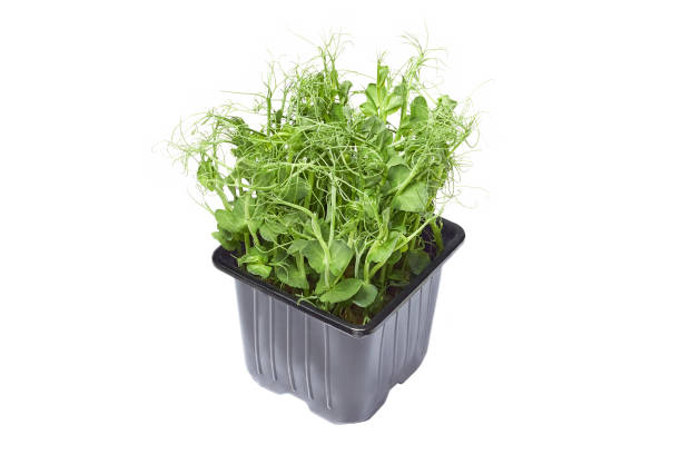 istock Growing micro-green green pea sprouts isolated on a white background. Cut off the path. Micro-greens in a pot. 1309636591