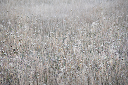 Thickets of dry reeds. Natural background for design. Web banner.