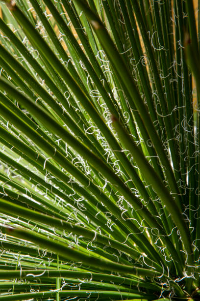 istock Ornamental grasses with white spirals on leaves 1309638569