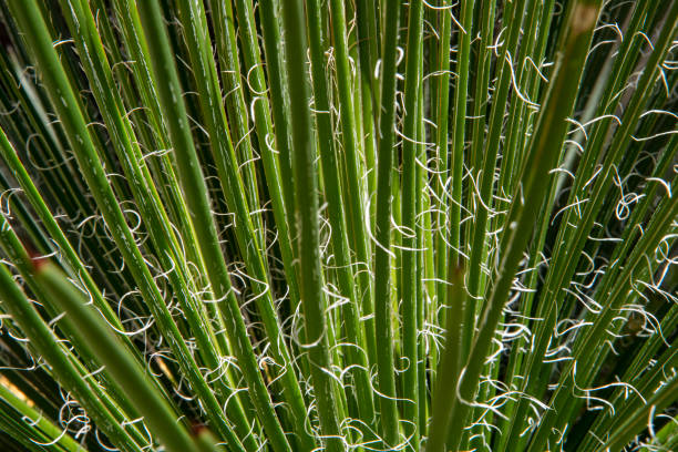 istock Ornamental grasses with white spirals on leaves 1309638570