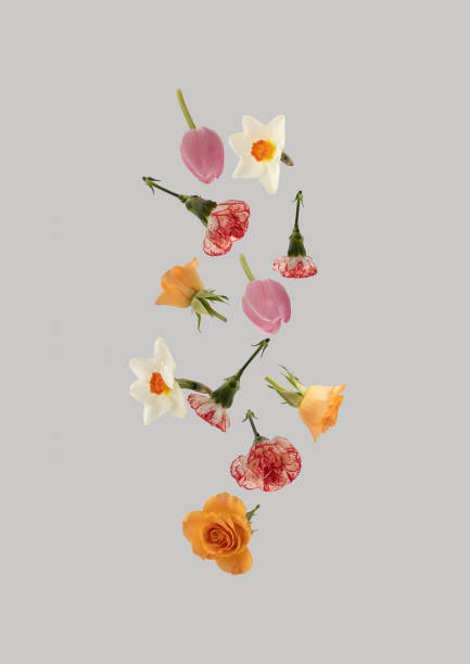 istock Creative arrangement with various spring flowers falling against bright gray background. Minimal nature concept. 1309639575
