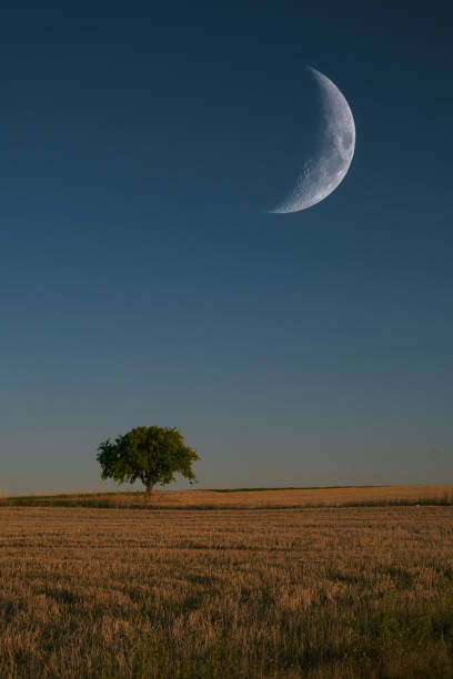istock Tree under the moonlight.Yozgat/Turkey 1309642958