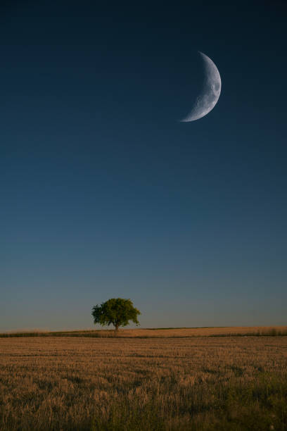 Tree under the moonlight