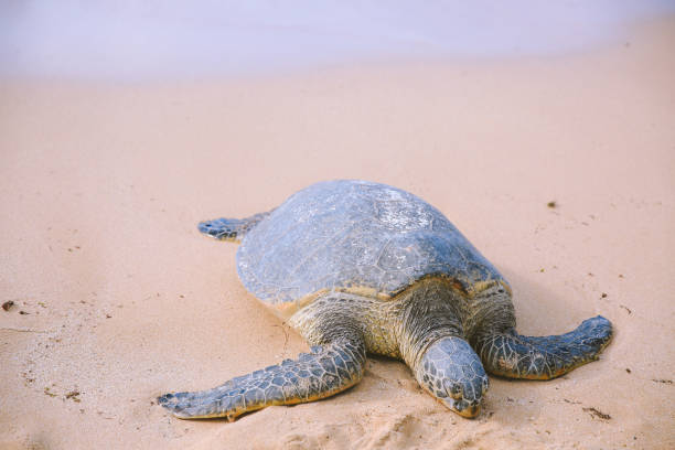 istock Green sea turtle on the beach 1309643836