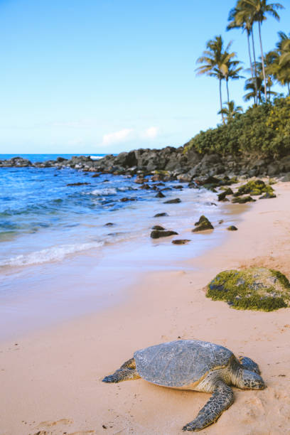 istock Green sea turtle on the beach 1309643846