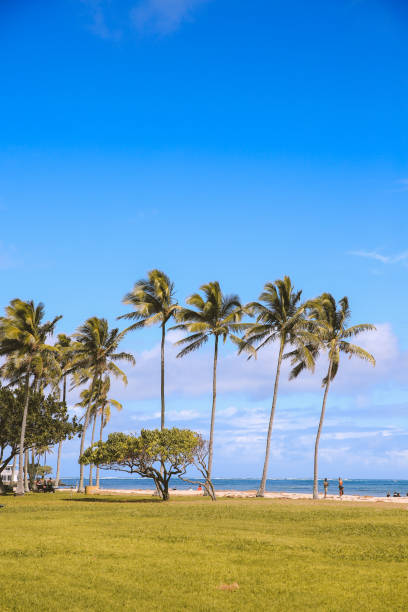 istock Coconut palm trees in the park by the sea 1309643868