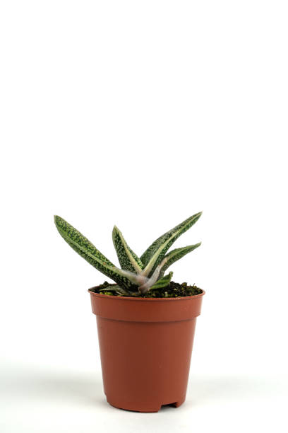 istock gasteria carinata in pot with white background 1309644578