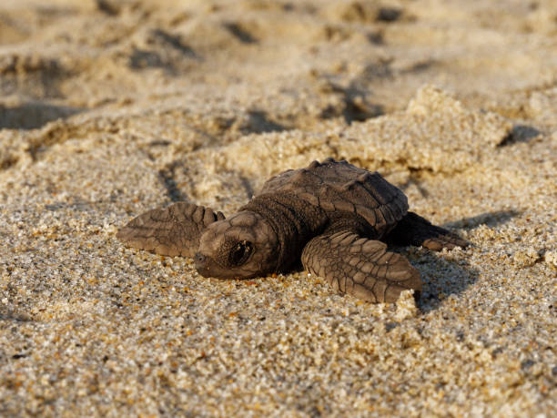 istock Olive Ridley Sea Turtle baby 1309644783