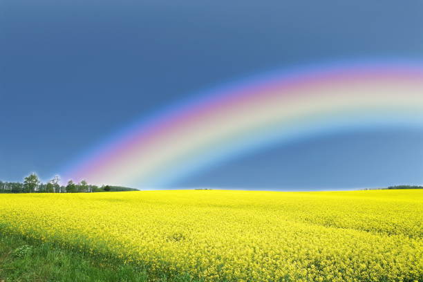 istock A superb view of the rainbow over the rape field 1309646813